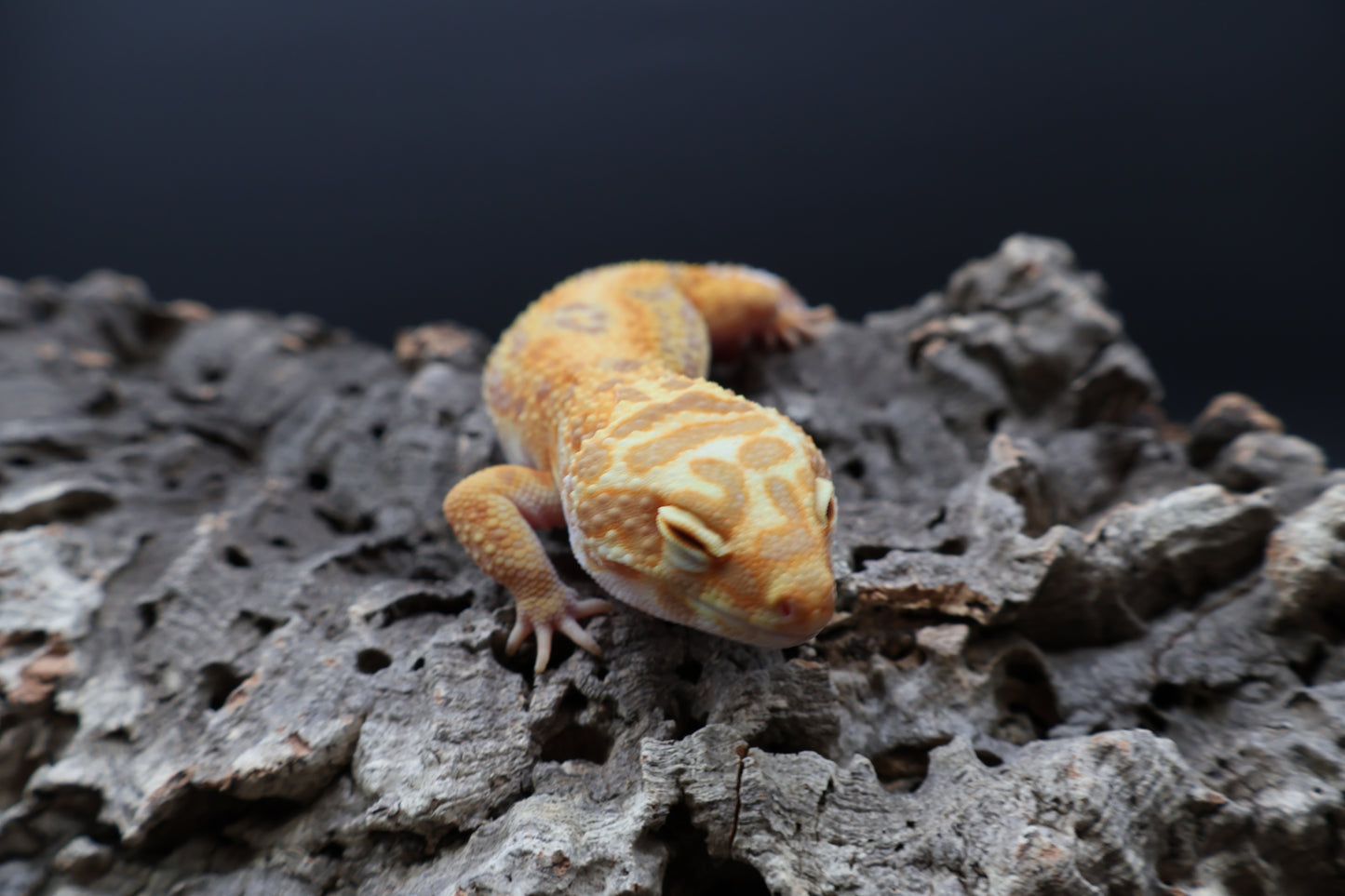 Female Mandarin Bold Jungle Tremper Albino (pet; short face)