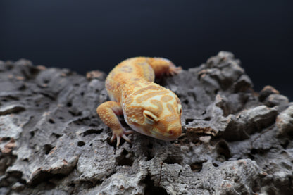 Female Mandarin Bold Jungle Tremper Albino (pet; short face)