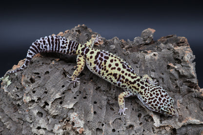 Female 50% Black Night 50% Fasciolatus (D-Tier)