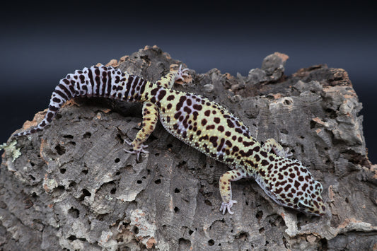 Female 50% Black Night 50% Fasciolatus (D-Tier)