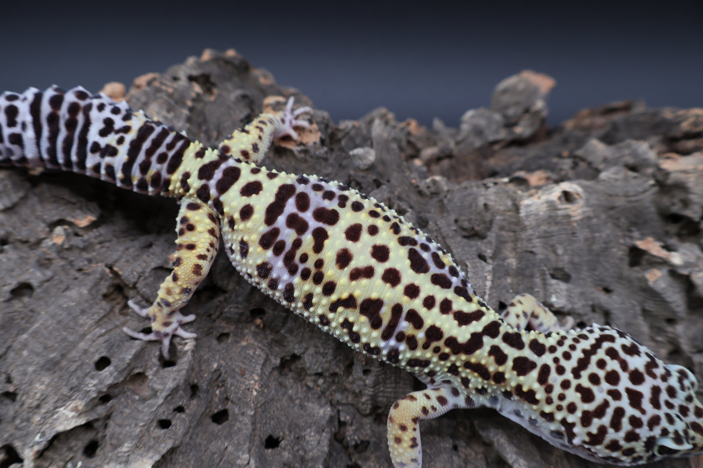 Female 50% Black Night 50% Fasciolatus (D-Tier)
