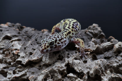 Female 50% Black Night 50% Fasciolatus (D-Tier)