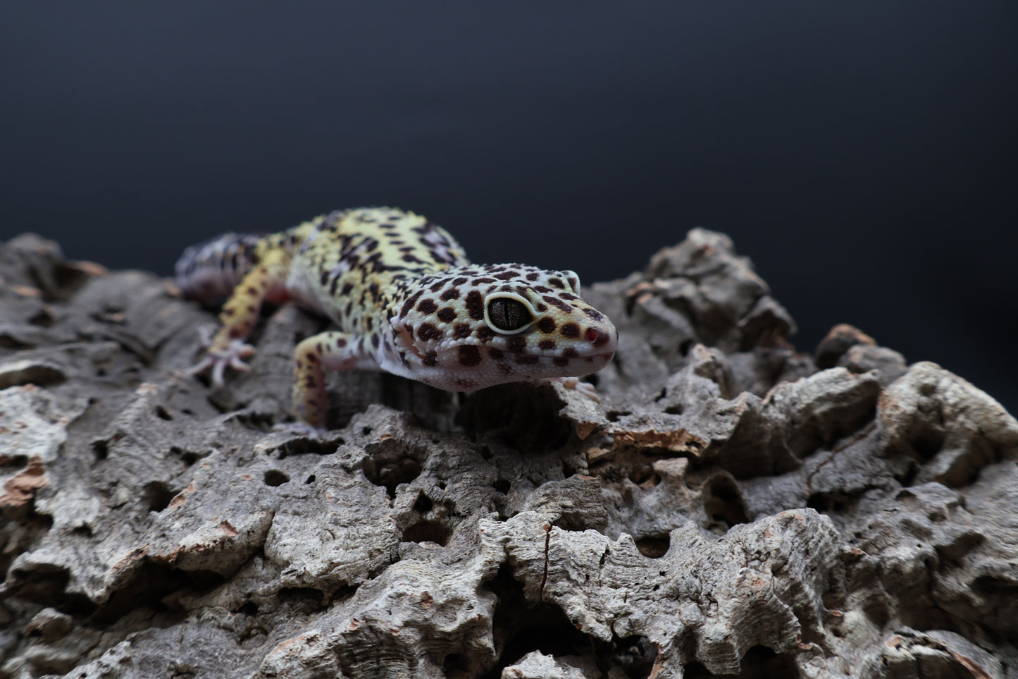 Female 50% Black Night 50% Fasciolatus (D-Tier)