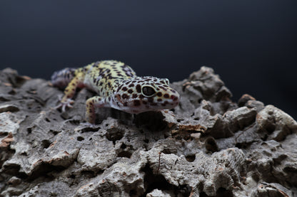 Female 50% Black Night 50% Fasciolatus (D-Tier)