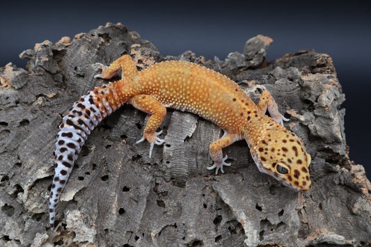 Female Mandarin Emerine (ovulating)