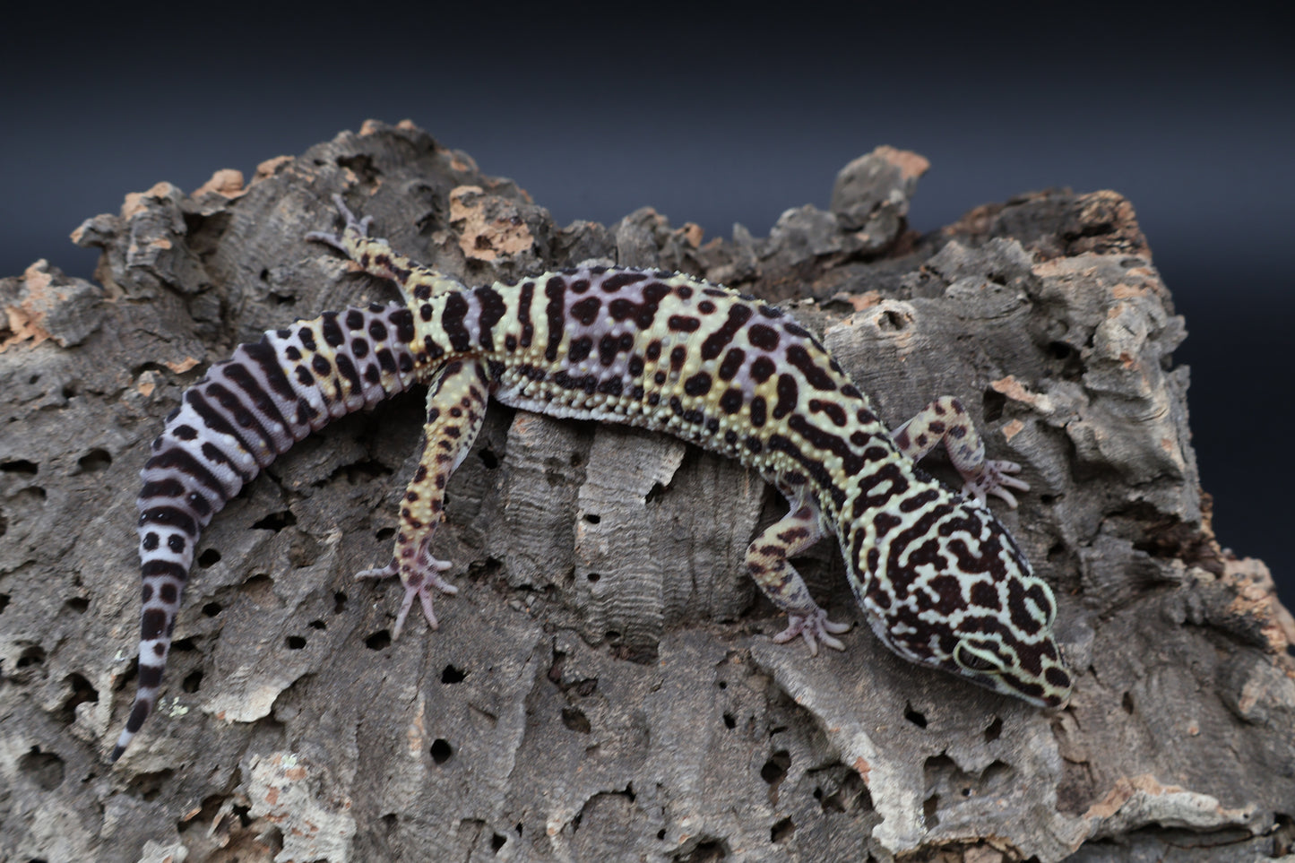 Female 50% Black Night 25% Afghanicus 25 Turcmenicus (D-Tier)