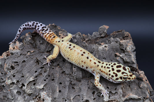 Male Mandarin Inferno Bold