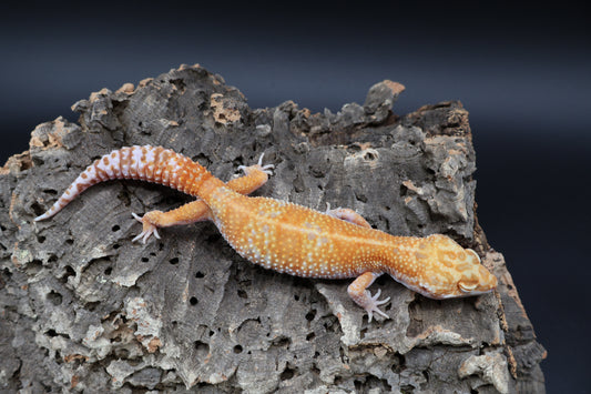 Female Mandarin Inferno Tremper Albino	Emerine (ovulating)