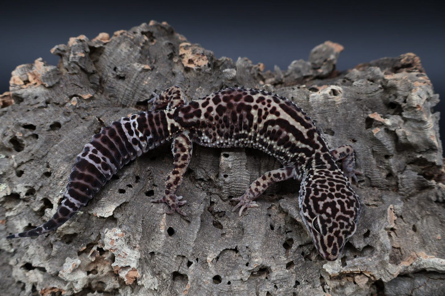 Male 50% Black Night 25% Afghanicus 25% Turcmenicus (B-Tier)