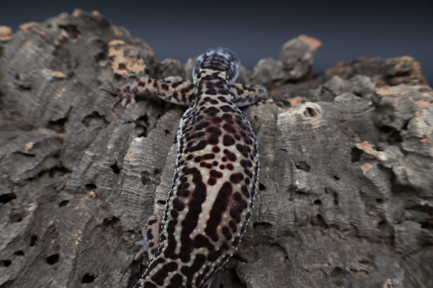 Male 50% Black Night 25% Afghanicus 25% Turcmenicus (B-Tier)