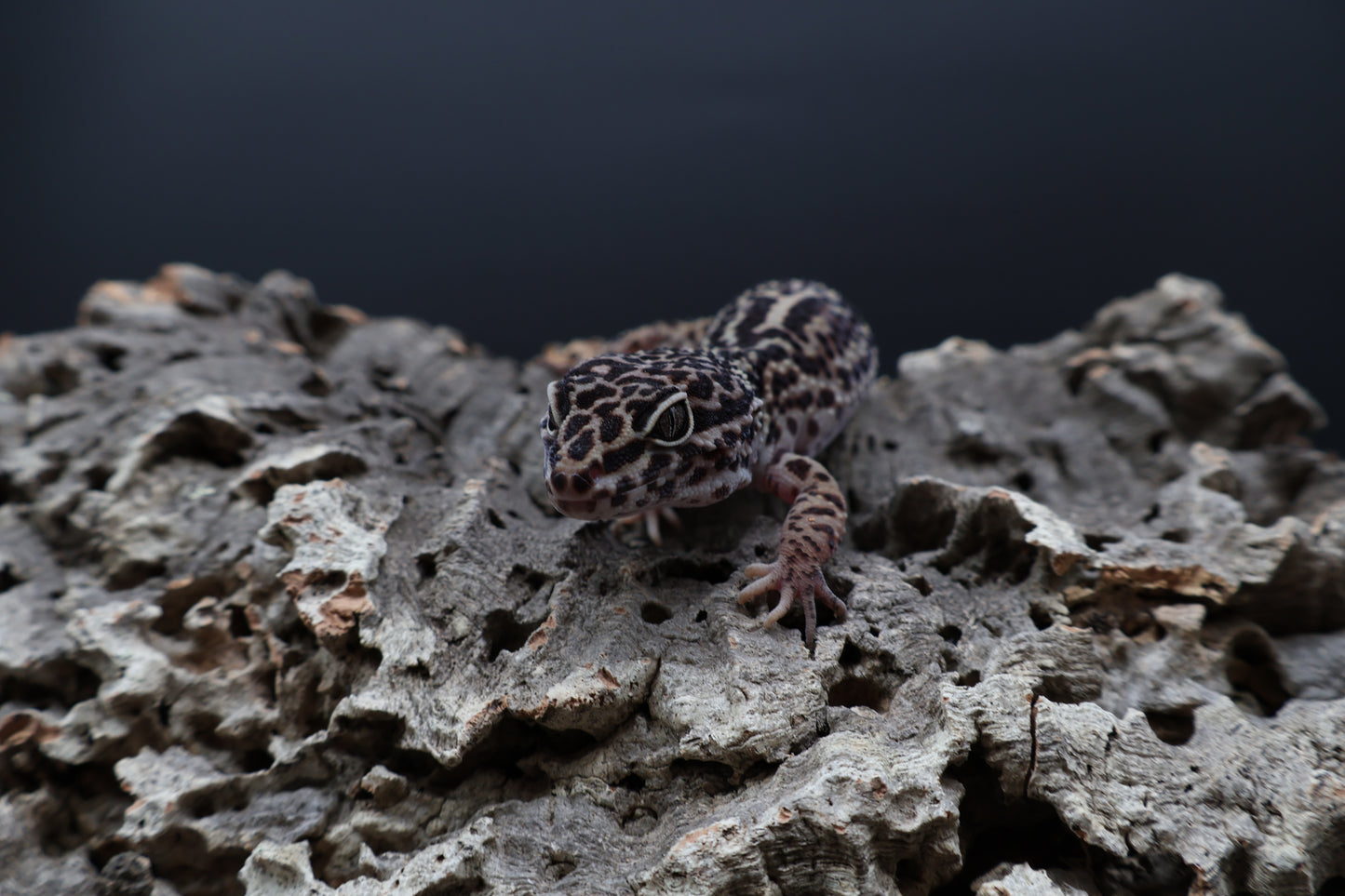 Male 50% Black Night 25% Afghanicus 25% Turcmenicus (B-Tier)
