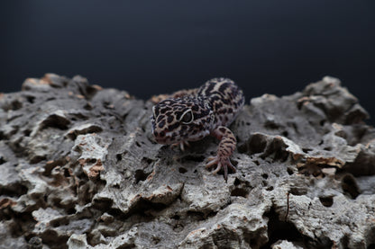 Male 50% Black Night 25% Afghanicus 25% Turcmenicus (B-Tier)