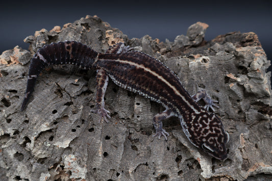 Female Black Night (A-Tier) - FREE SHIPPING