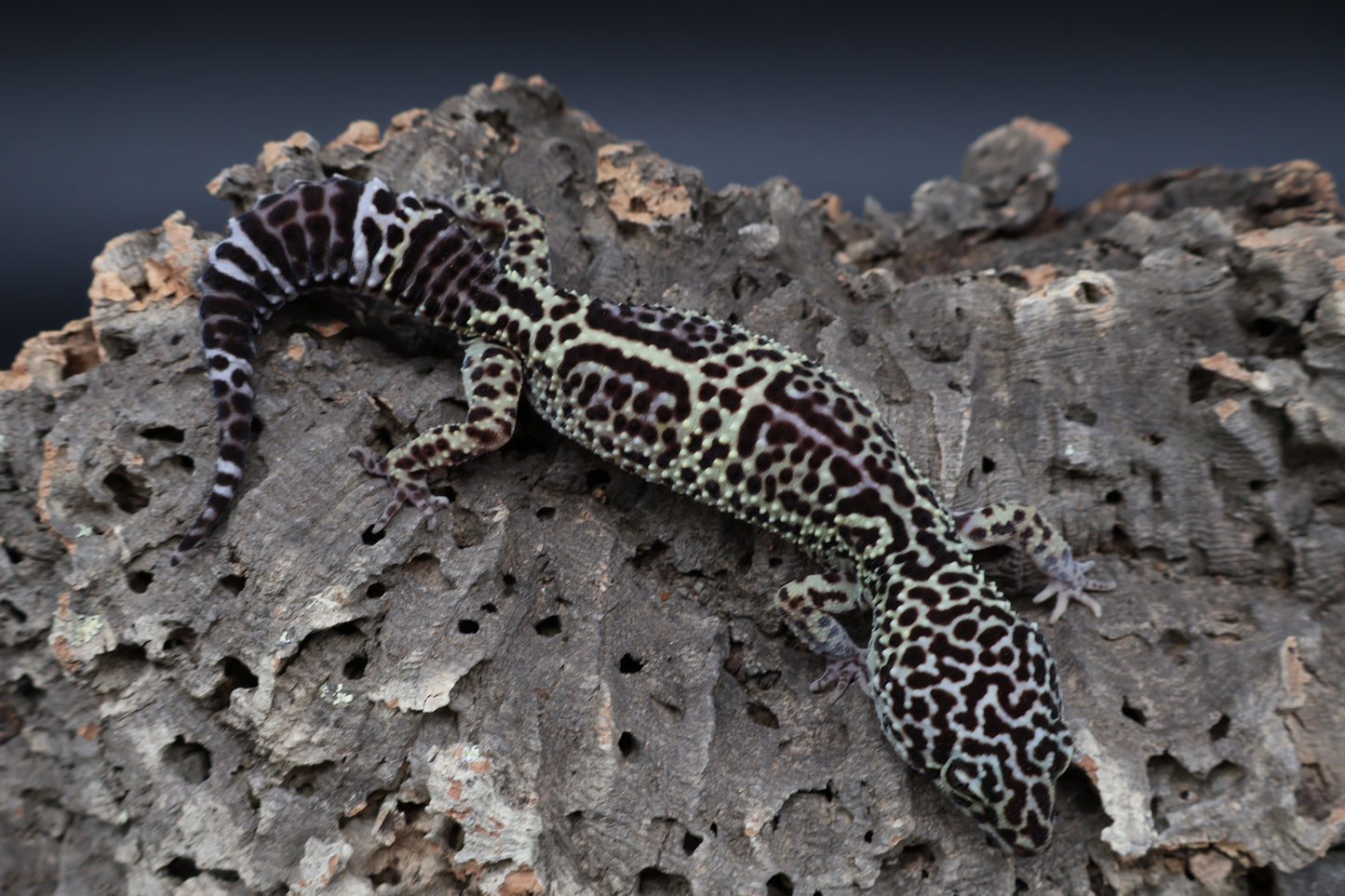 Female 50% Black Night 25% Afghanicus 25% Turcmenicus Lavender (C-Tier)