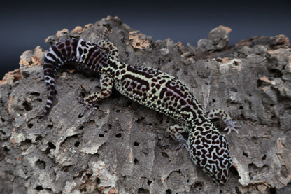 Female 50% Black Night 25% Afghanicus 25% Turcmenicus Lavender (C-Tier)