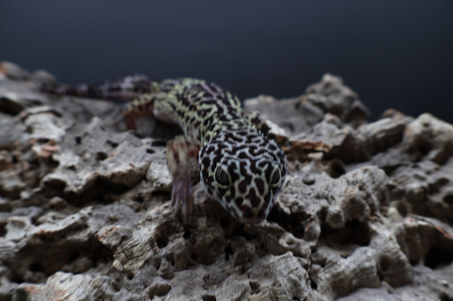 Female 50% Black Night 25% Afghanicus 25% Turcmenicus Lavender (C-Tier)
