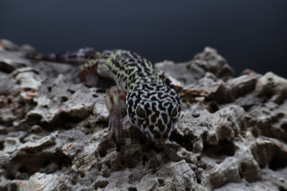 Female 50% Black Night 25% Afghanicus 25% Turcmenicus Lavender (C-Tier)