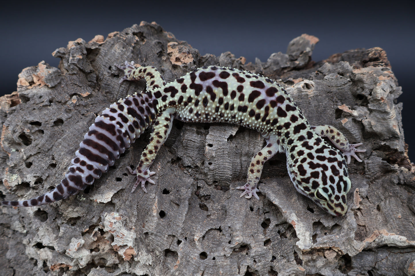 Female 50% Black Night 25% Afghanicus 25% Turcmenicus (D-Tier)