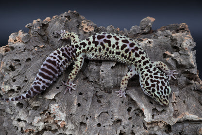 Female 50% Black Night 25% Afghanicus 25% Turcmenicus (D-Tier)