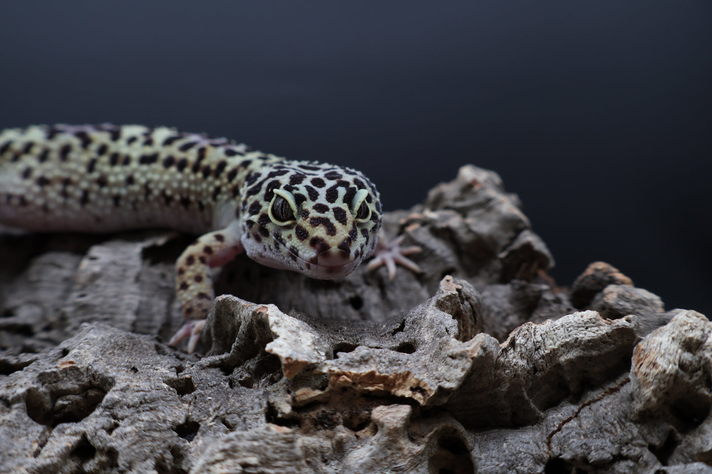 Female 50% Black Night 25% Afghanicus 25% Turcmenicus (D-Tier)