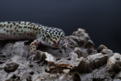 Female 50% Black Night 25% Afghanicus 25% Turcmenicus (D-Tier)