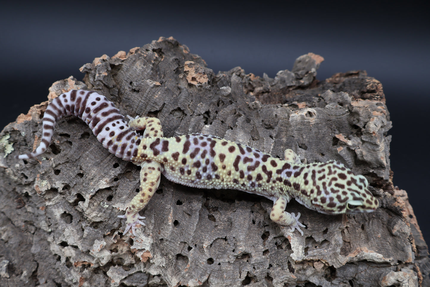 Male 50% Black Night 50% Clown Lavender (D-Tier)