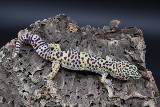 Male 50% Black Night 50% Clown Lavender (D-Tier)