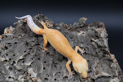 Female Mandarin Bold Super Hypo Tremper Albino (ovulating)