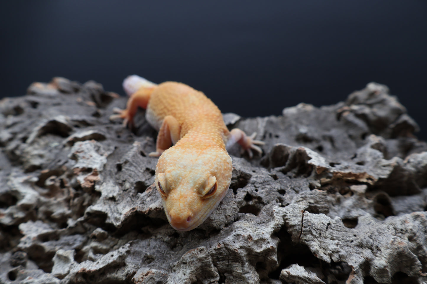 Female Mandarin Bold Super Hypo Tremper Albino (ovulating)