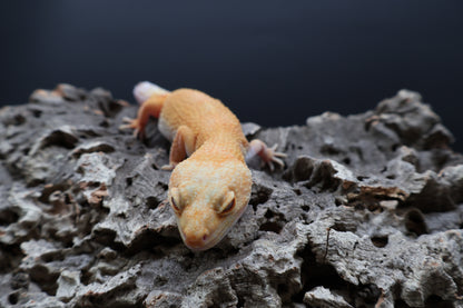 Female Mandarin Bold Super Hypo Tremper Albino (ovulating)
