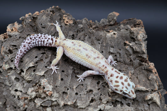 Female Hyper Xantic Bold W&Y