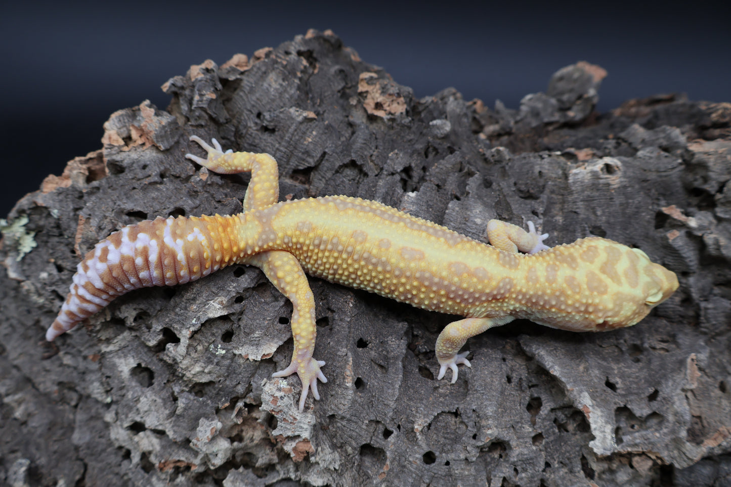 Male Hyper Bold Stripe Xantic Halloween Mask Bandit Tremper Albino pos. W&Y (short tail)