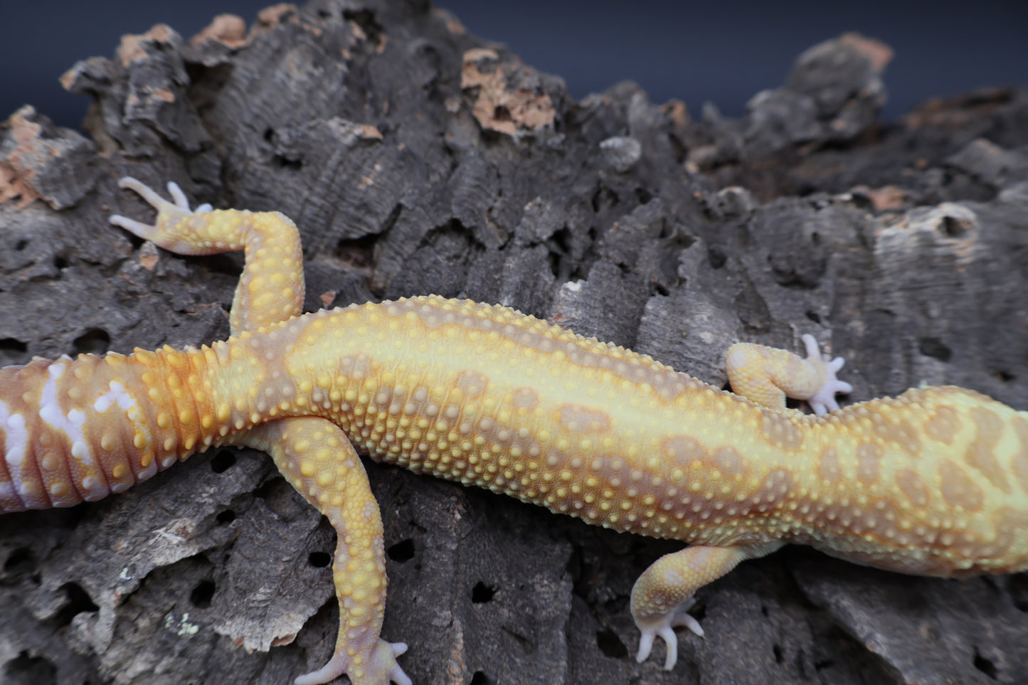 Male Hyper Bold Stripe Xantic Halloween Mask Bandit Tremper Albino pos. W&Y (short tail)