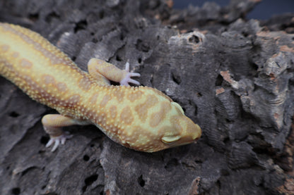 Male Hyper Bold Stripe Xantic Halloween Mask Bandit Tremper Albino pos. W&Y (short tail)