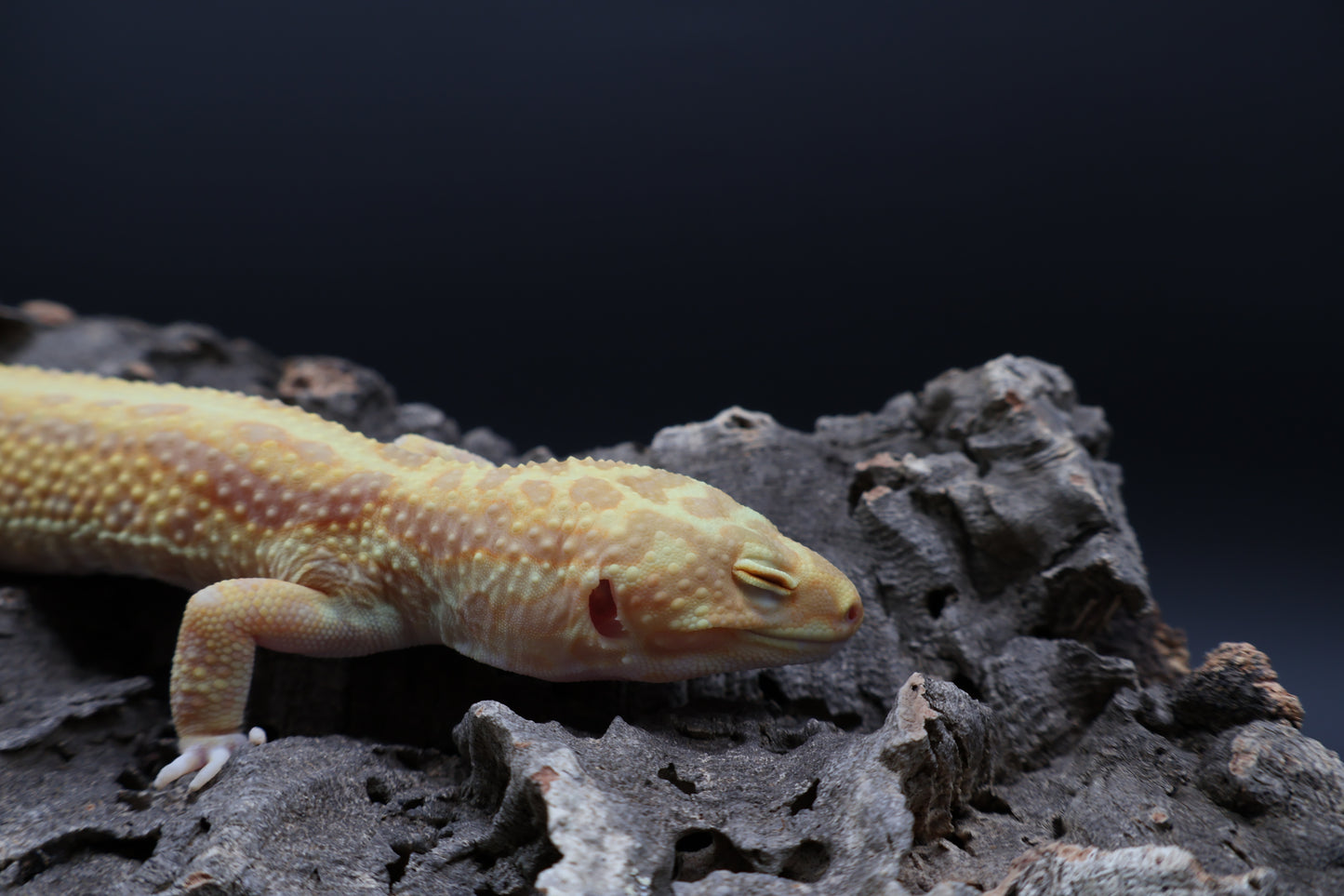Male Hyper Bold Stripe Xantic Halloween Mask Bandit Tremper Albino pos. W&Y (short tail)
