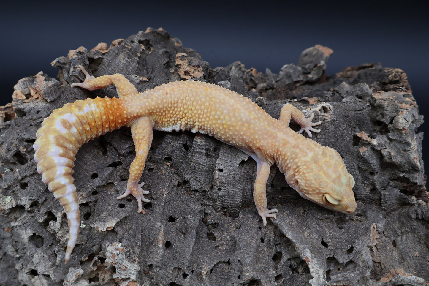 Female Inferno Tremper Albino (ovulating)