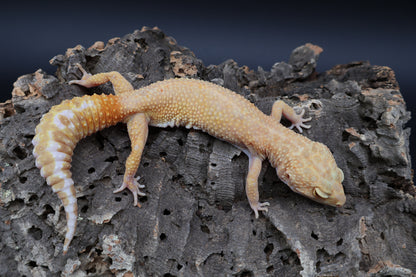 Female Inferno Tremper Albino (ovulating)