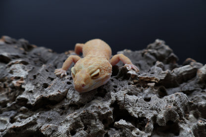 Female Inferno Tremper Albino (ovulating)
