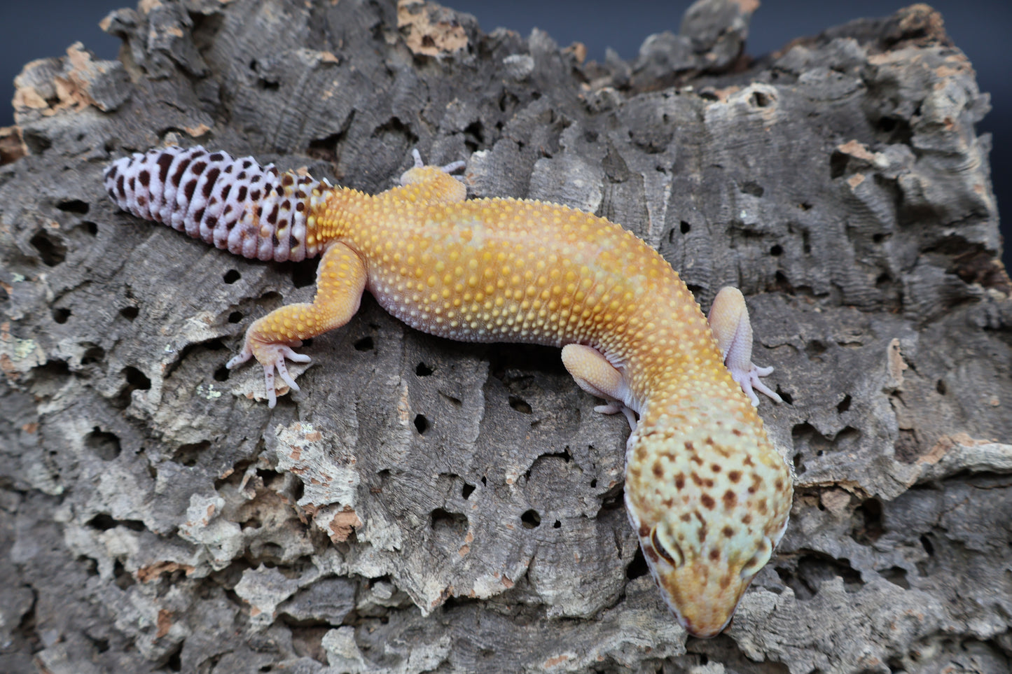 Female 50% Mandarin 50% Fasciolatus (short tail)