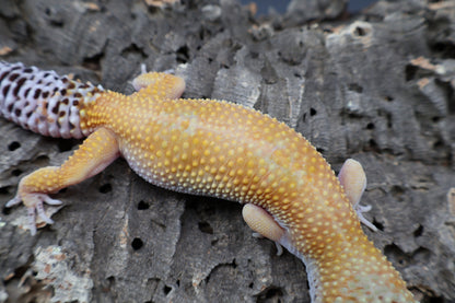 Female 50% Mandarin 50% Fasciolatus (short tail)