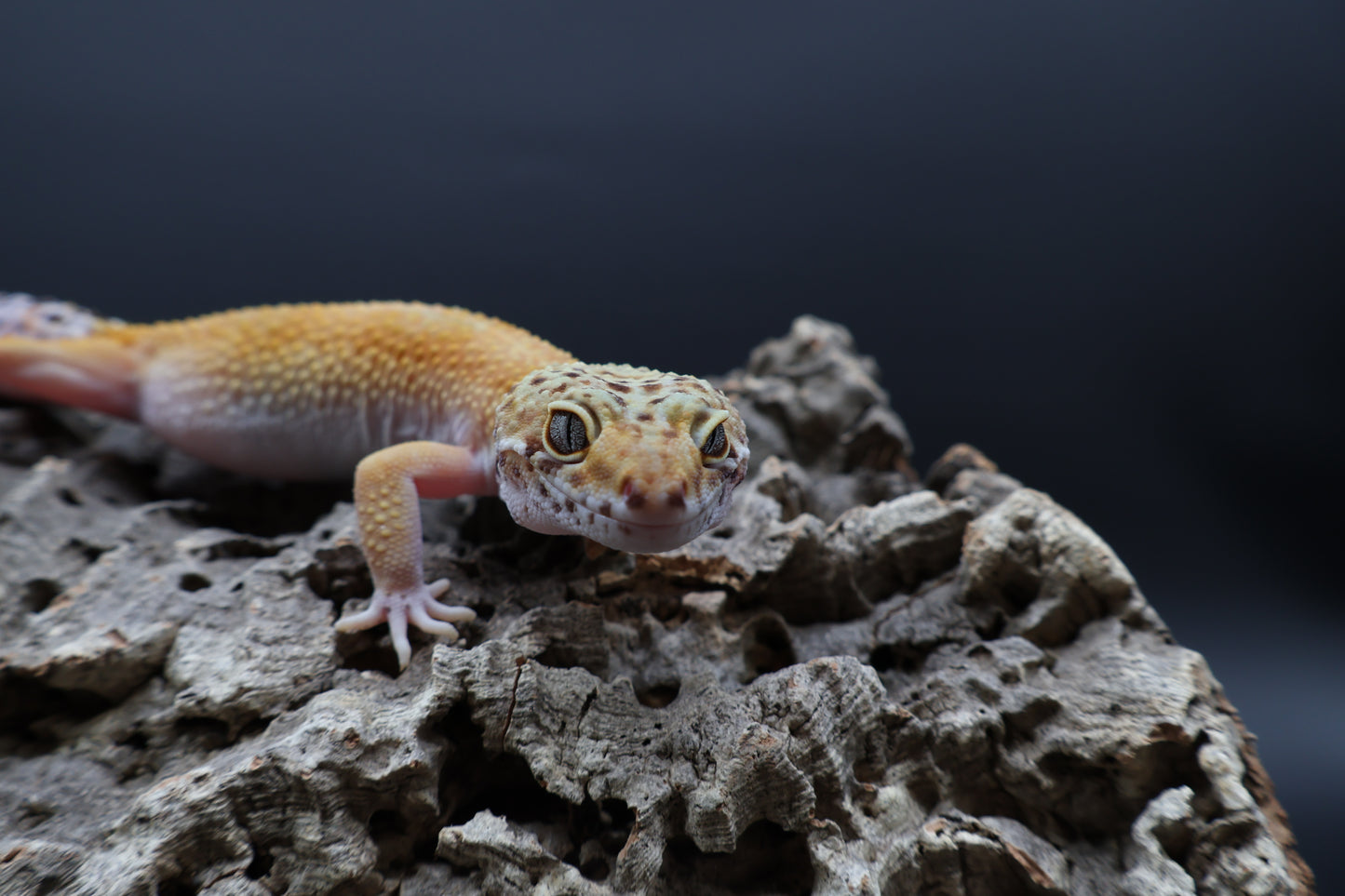 Female 50% Mandarin 50% Fasciolatus (short tail)