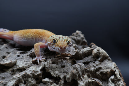 Female 50% Mandarin 50% Fasciolatus (short tail)