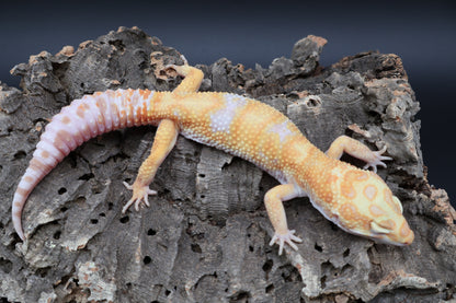 Male Mandarin Inferno Red Diamond Tremper Albino Bandit pos. W&Y