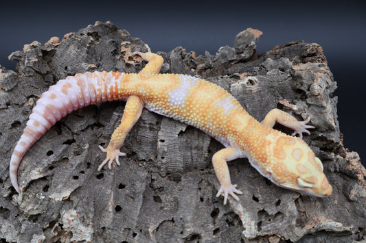 Male Mandarin Inferno Red Diamond Tremper Albino Bandit pos. W&Y
