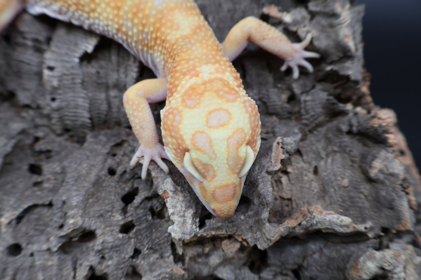 Male Mandarin Inferno Red Diamond Tremper Albino Bandit pos. W&Y
