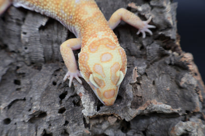 Male Mandarin Inferno Red Diamond Tremper Albino Bandit pos. W&Y