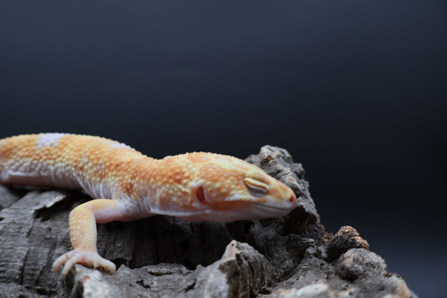 Male Mandarin Inferno Red Diamond Tremper Albino Bandit pos. W&Y