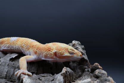 Male Mandarin Inferno Red Diamond Tremper Albino Bandit pos. W&Y