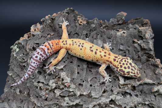 Male Super Giant Blood Bell Albino 100% het Eclipse