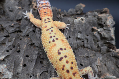 Male Super Giant Blood Bell Albino 100% het Eclipse